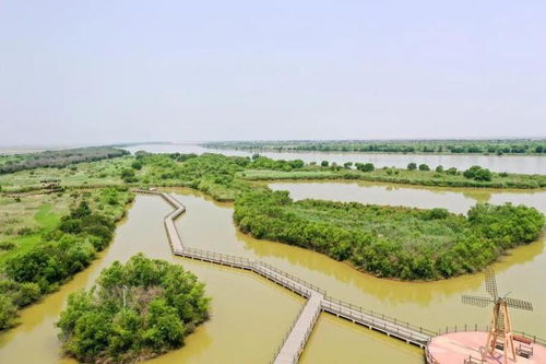 黄河口生态旅游区：自然风光与生态保护的和谐画卷