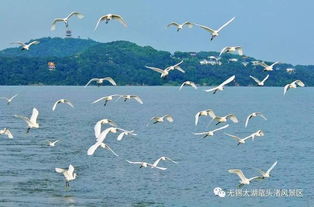 青海鸟岛之旅：探秘观鸟天堂的奇妙体验